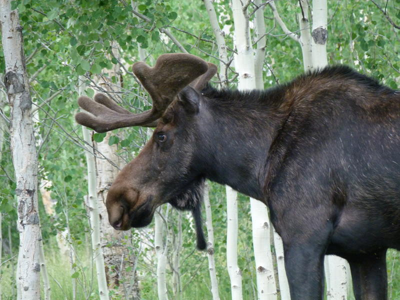 Moose